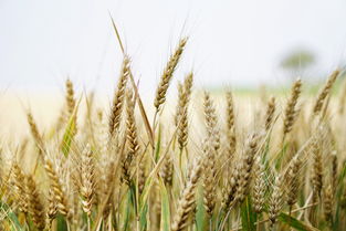 小麦收获价引争议,1.08元 斤是否合理
