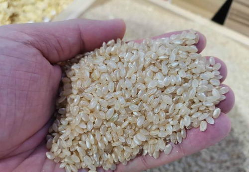 越吃越长寿 的谷物排行榜 小米只能排第4,第1名很意外