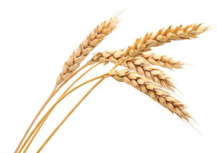 小麦价格鲜有波动 面粉价格小幅上涨
