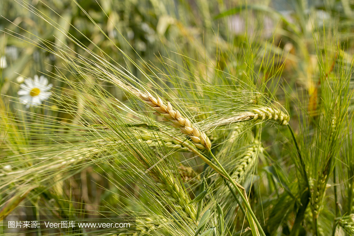 有长刺的成熟的黑麦穗子。种子黑麦小麦,早熟禾谷类,黑麦小麦。成熟穗在谷物的重量下弯折,是粮食作物的收获农作